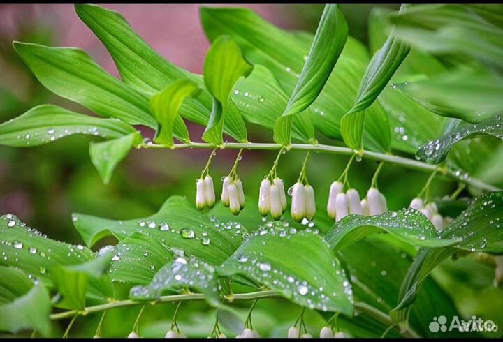 Купена. Садовый ландыш.Хоста