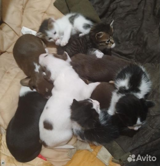 Отдам бесплатно щенки