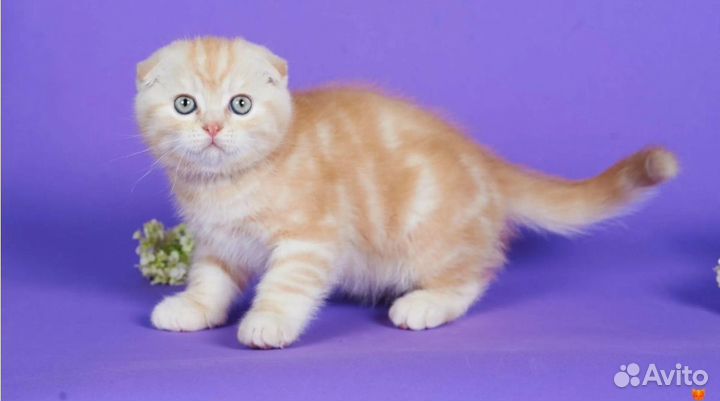 Рыжие котята