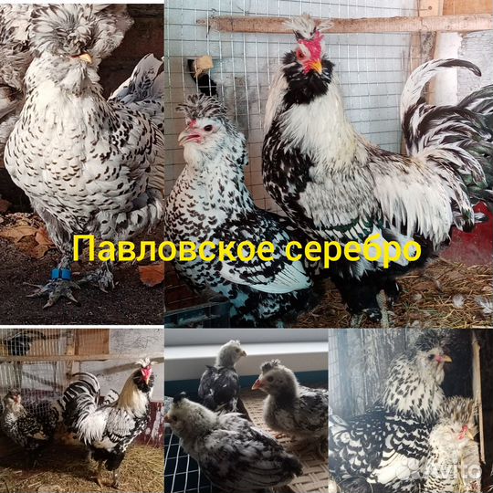 Куры орпингтон, павловские