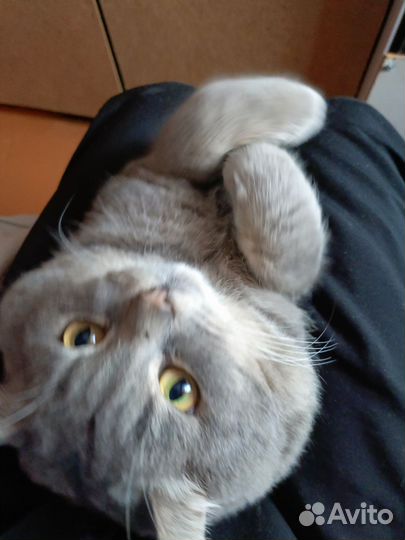 Британский кот
