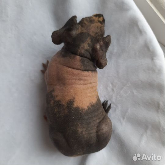 Морская свинка скинни