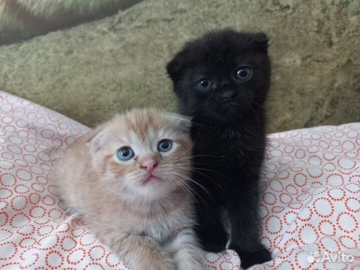Вислоухие котята, девочки