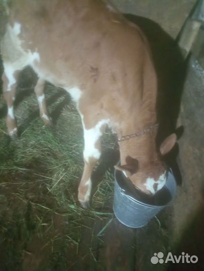 Телки домашние