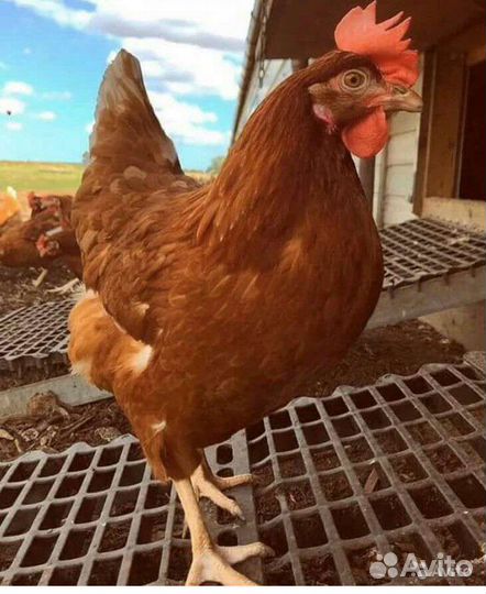 Цыплята Ломан Браун