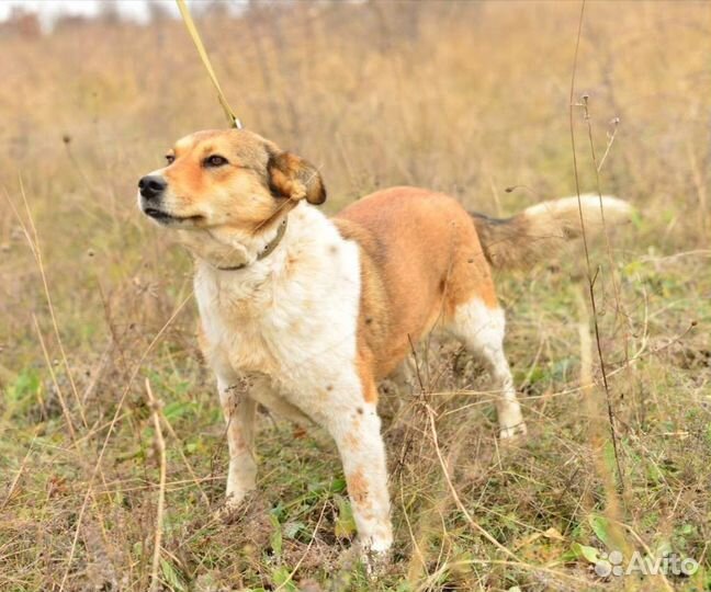 Собака Софа