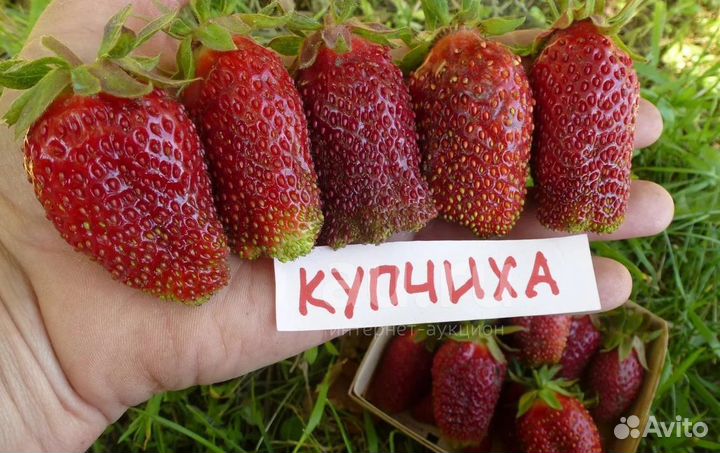 Рассада клубники