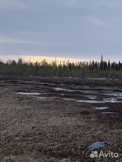 Организация охоты на гуся