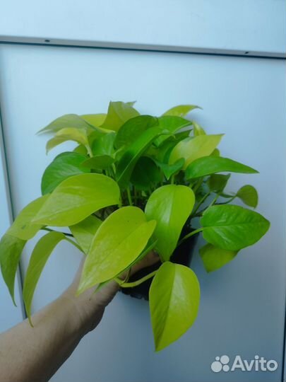 Сциндапсус пиктус,Голден потос