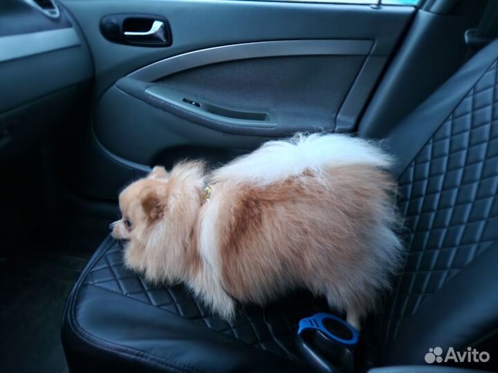 Продам шпица