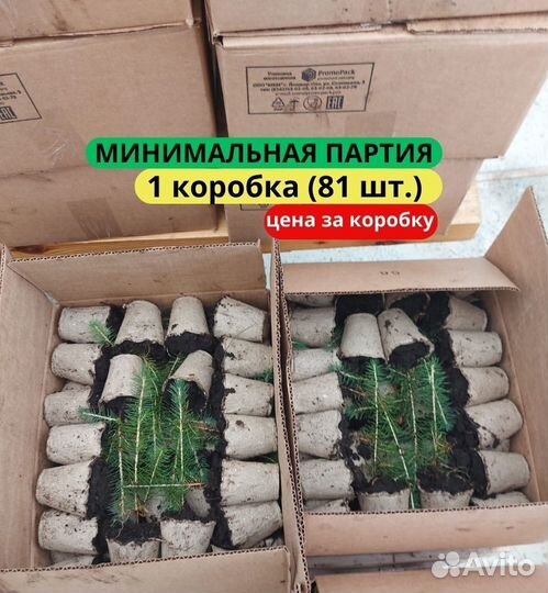 Сеянцы сосны обыкновенной зкс в розницу