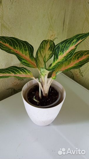 Аглаонема ассорти