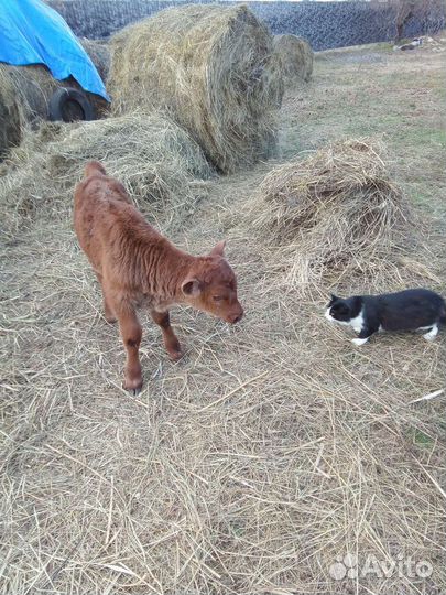 Домашний бычок