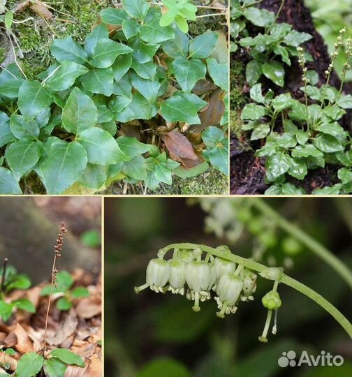 Боровая матка