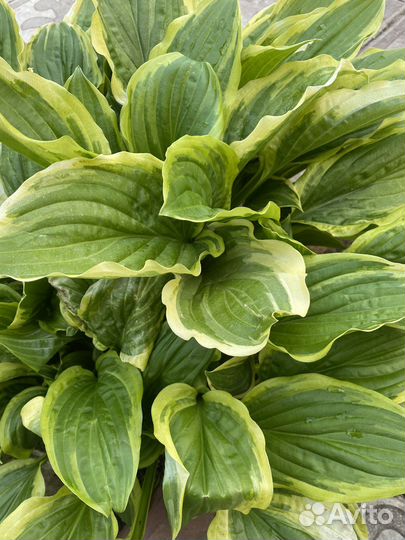 Хоста-деленки