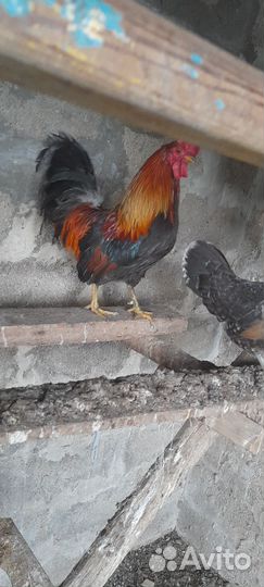 Продаю орлов