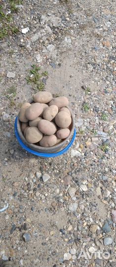 Картофель
