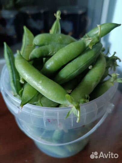 Горох сладкий