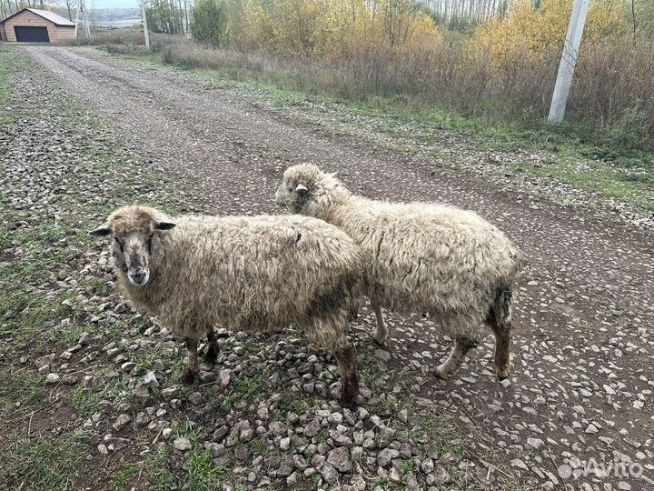 Овечки беременные