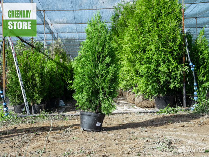 Туи колумна 120 см свежая копка 2023