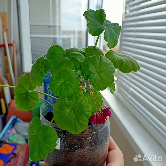 Пеларгония махровая