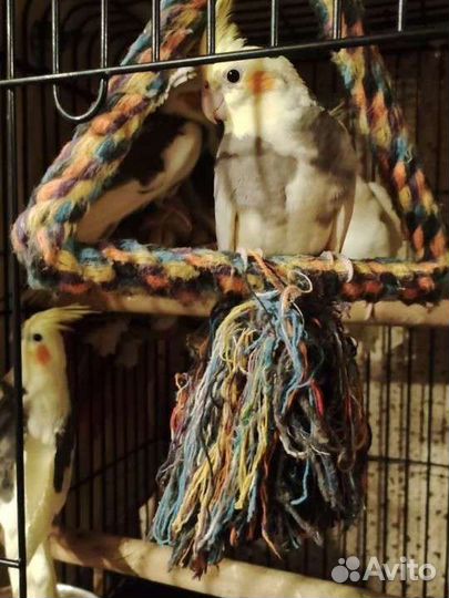 Попугаи корелла птенцы