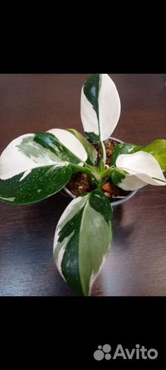 Филодендрон Карамель. Филодендрон