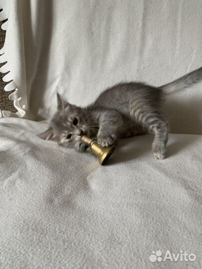 Котята в добрые руки бесплатно