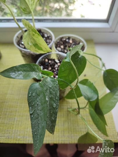 Филодендрон, сингониум