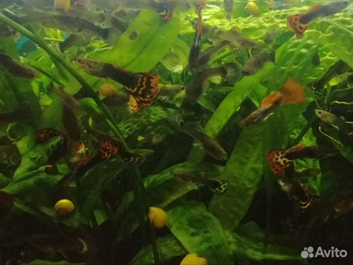 Рыбки гуппи