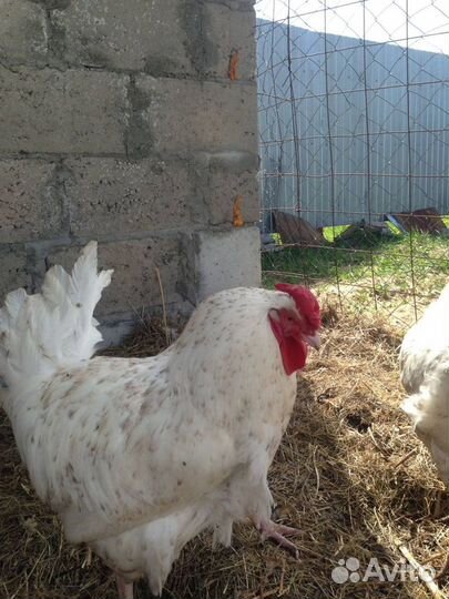 Петушки Пушкинской породы