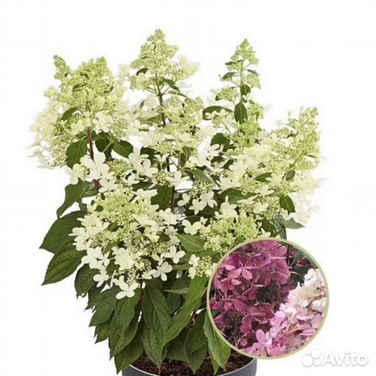 Гортензия метельчатая серии пан
