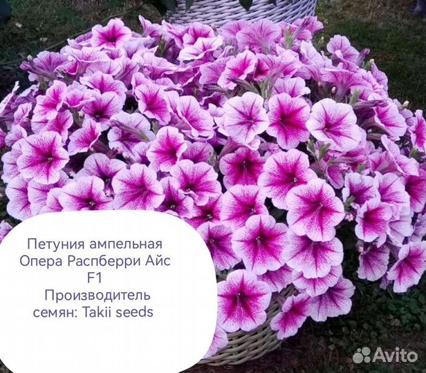 Петуния Ампельная