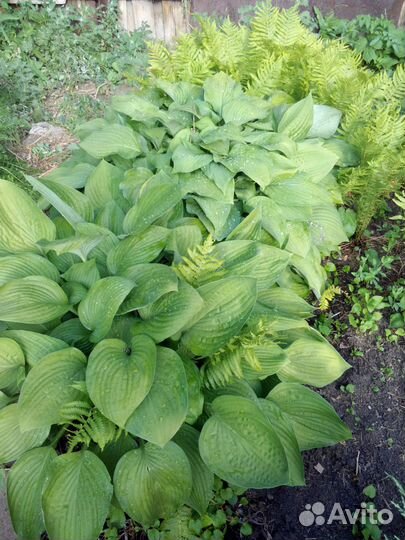 Хоста гибридная Гиацинтина