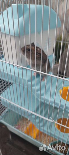 Клетка, джунгарик маленький