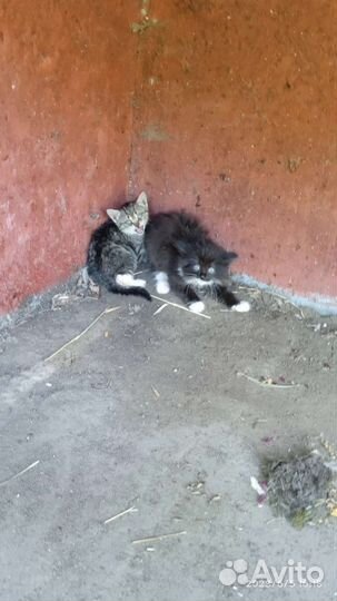 Котятам нужен дом