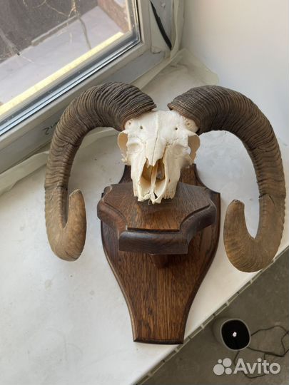 Рога барана с черепом
