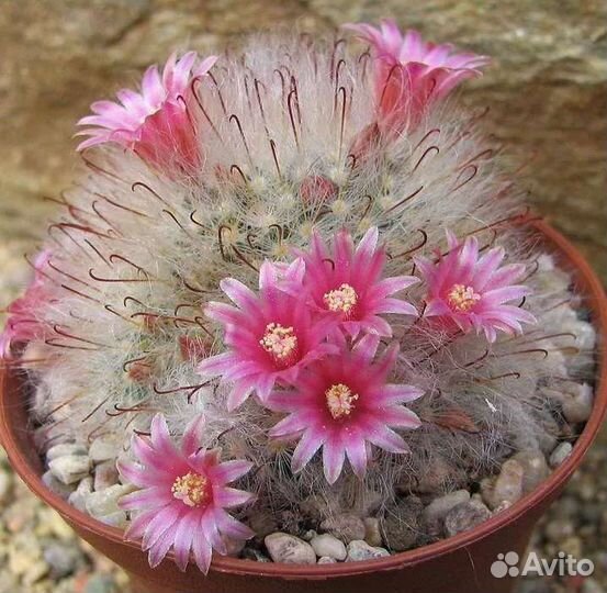 Lobivia, Mammillaria, Echinopsis, Dolichothele