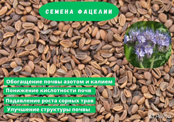 Семена Фацелии Сидерат Опт Розница