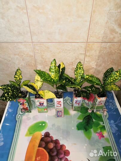 Кодиеум кротон, сорт Голд Сан