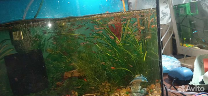 Аквариумные рыбки