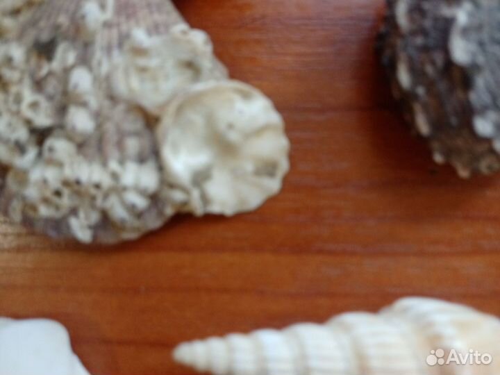 Набор морских ракушек