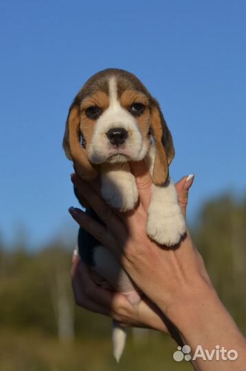 Бигль щенки