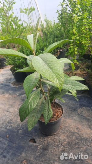 Мушмула японская