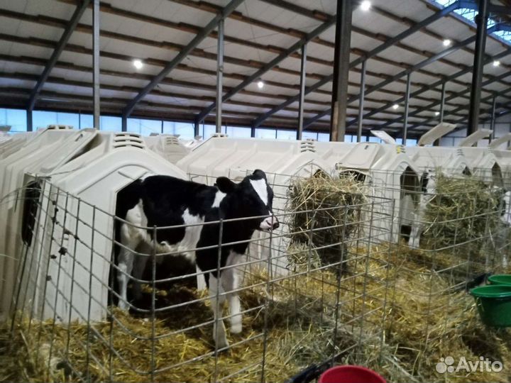 Телята. Бычки