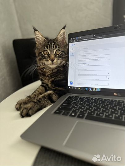 Мейн-кун котята