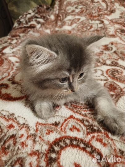 Отдам в добрые руки котят