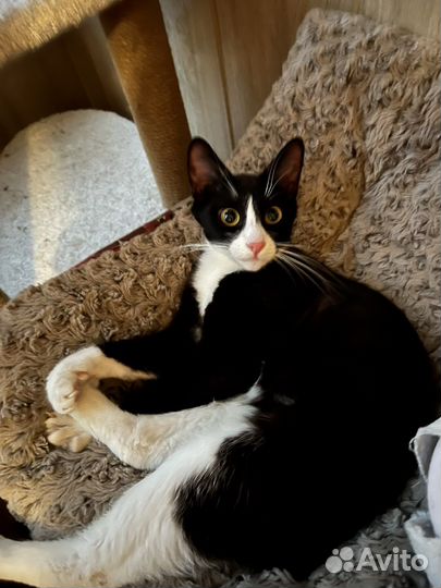 Котята в добрые руки бесплатно