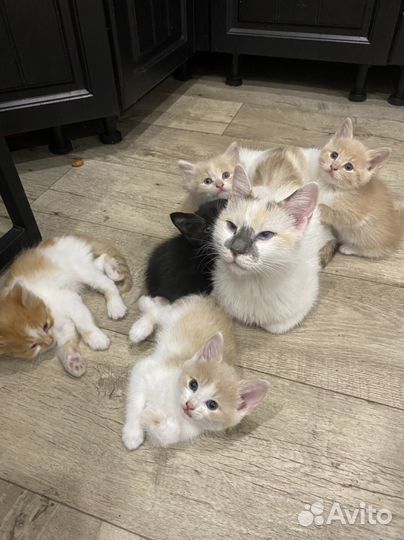 Котята в добрые руки даром