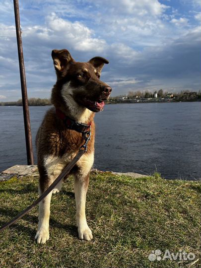 Девочка метис в добрые руки